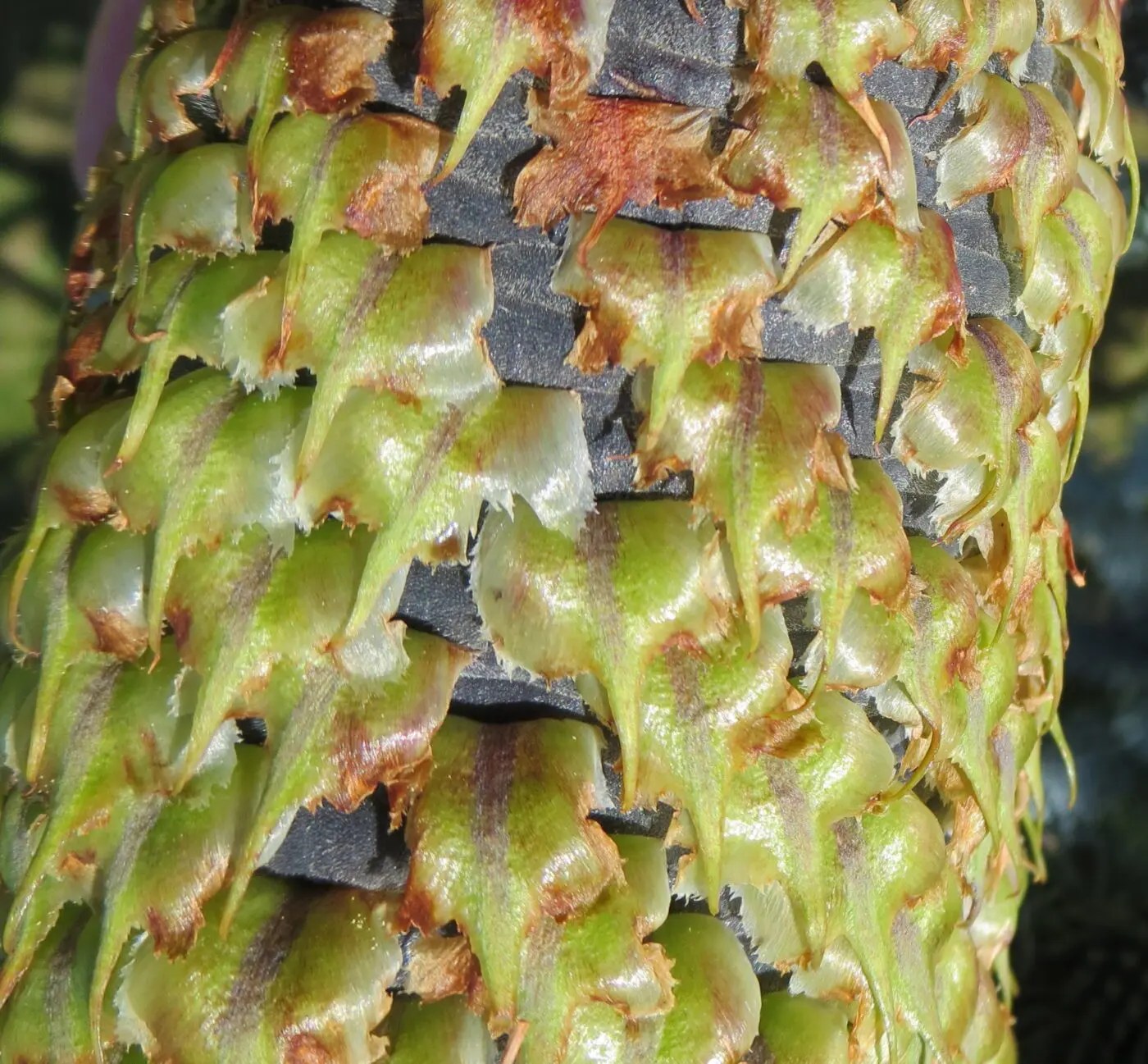 Noble Fir Tree Guide UK Noble Fir tree Identification