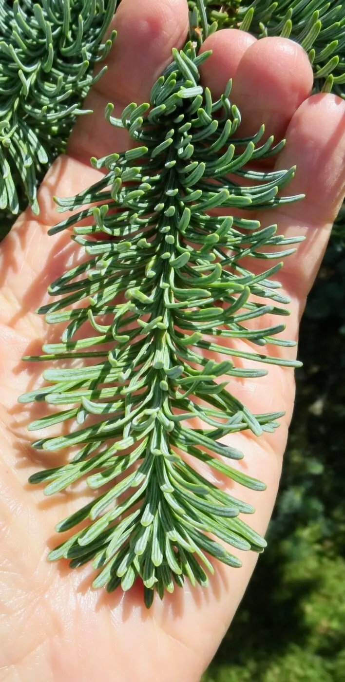Noble Fir Needles