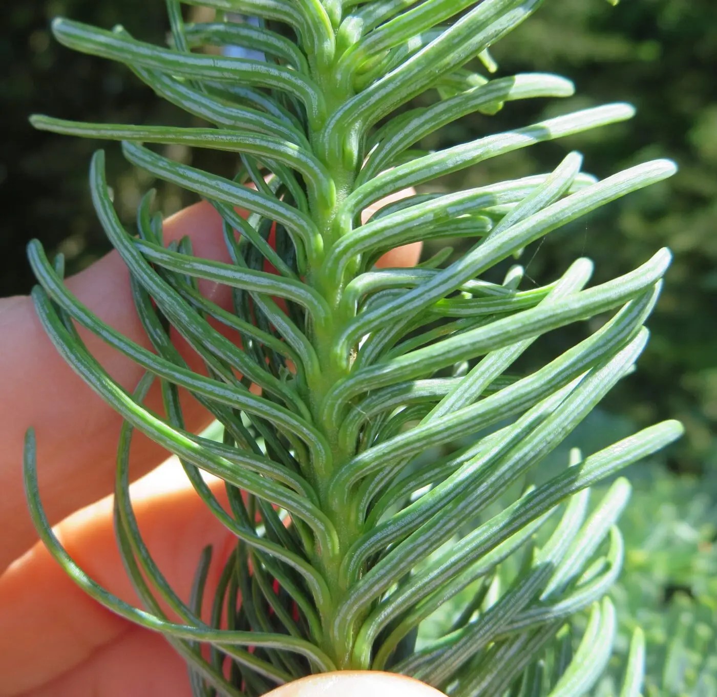 Noble Fir Tree Guide UK Noble Fir tree Identification