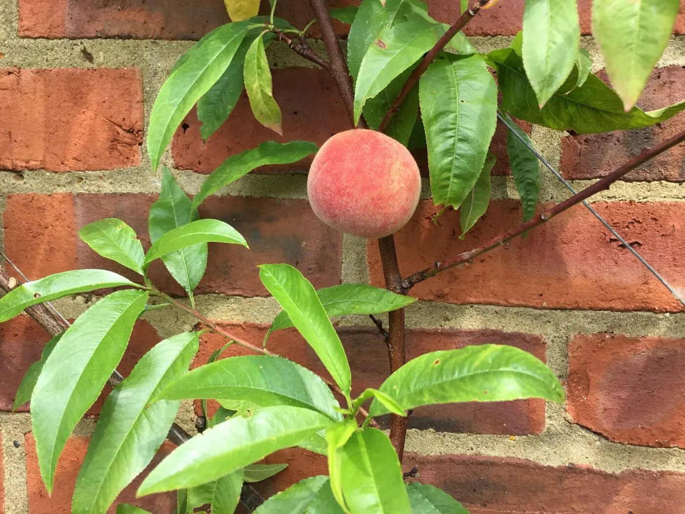 peach Tree Guide UK