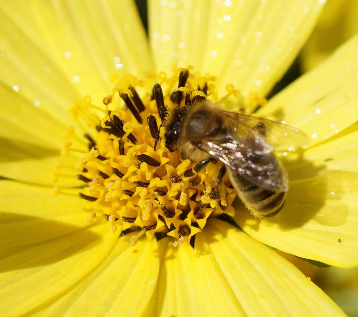 Pollinators Pollinators in Britain