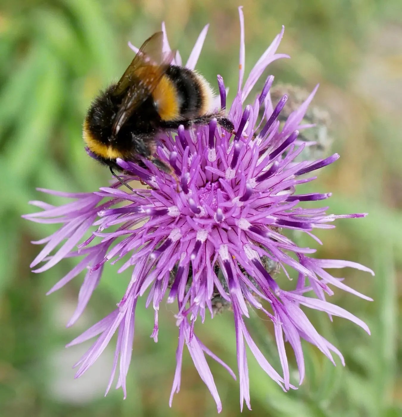 Insect Pollinated Flowers Insect pollinated flowers