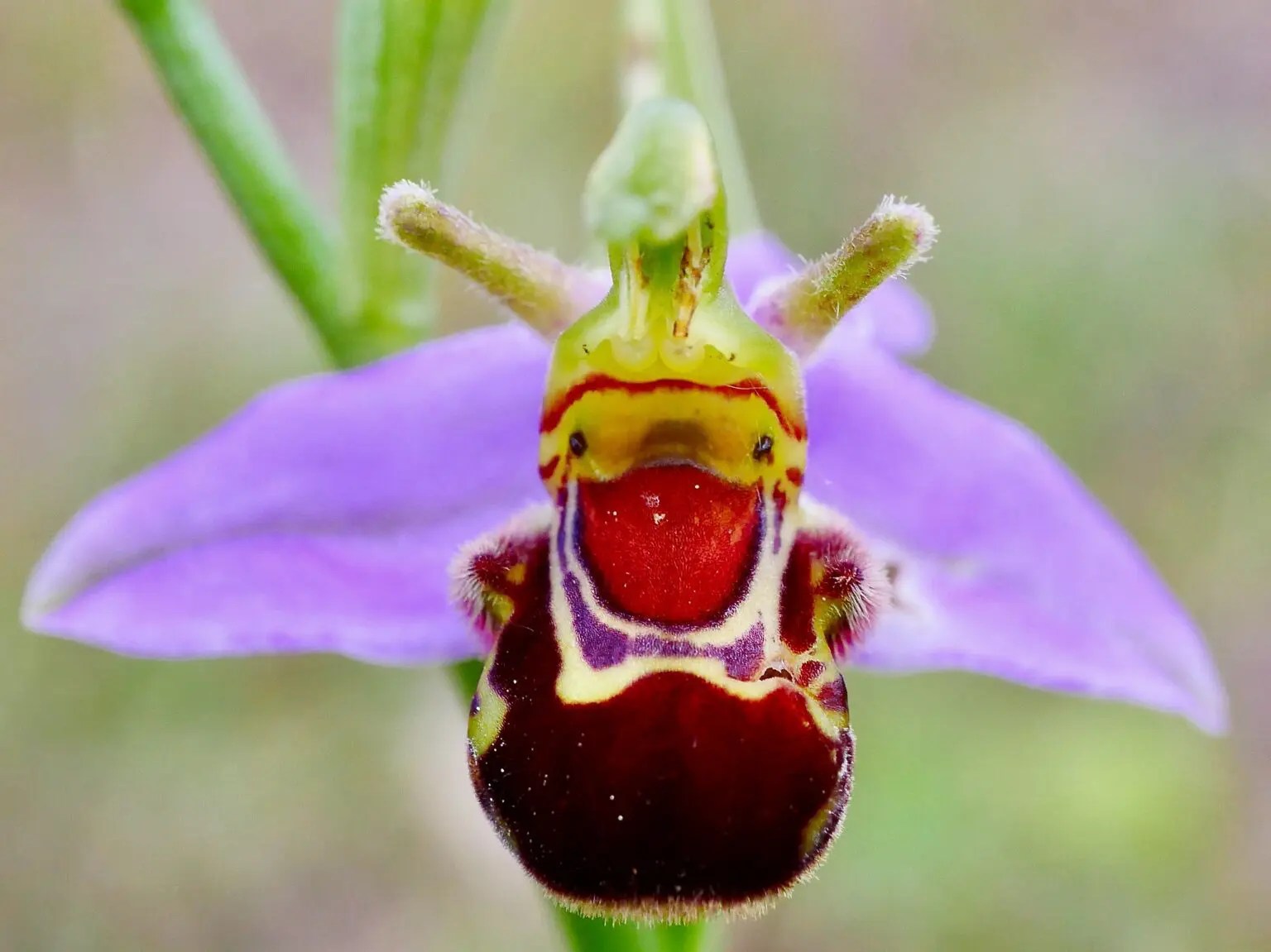 Insect Pollinated Flowers Insect pollinated flowers