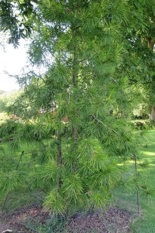 umbrella pine Tree Guide UK