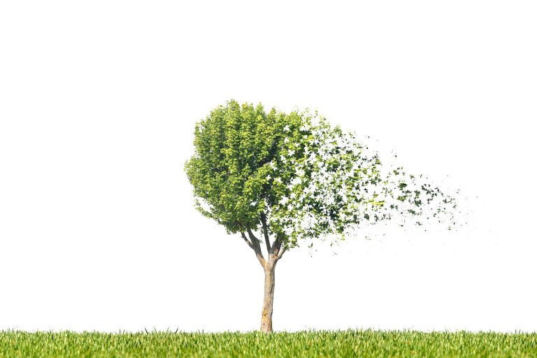 Why Is My Willow Tree Losing Leaves In June at William Brackett blog