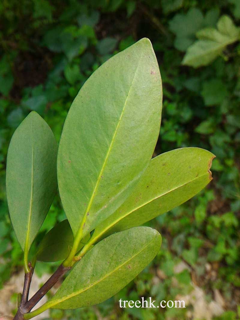 叶片顶端急尖或钝,基部楔形