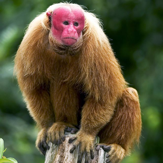 This RedFaced Monkey Isn't Blushing