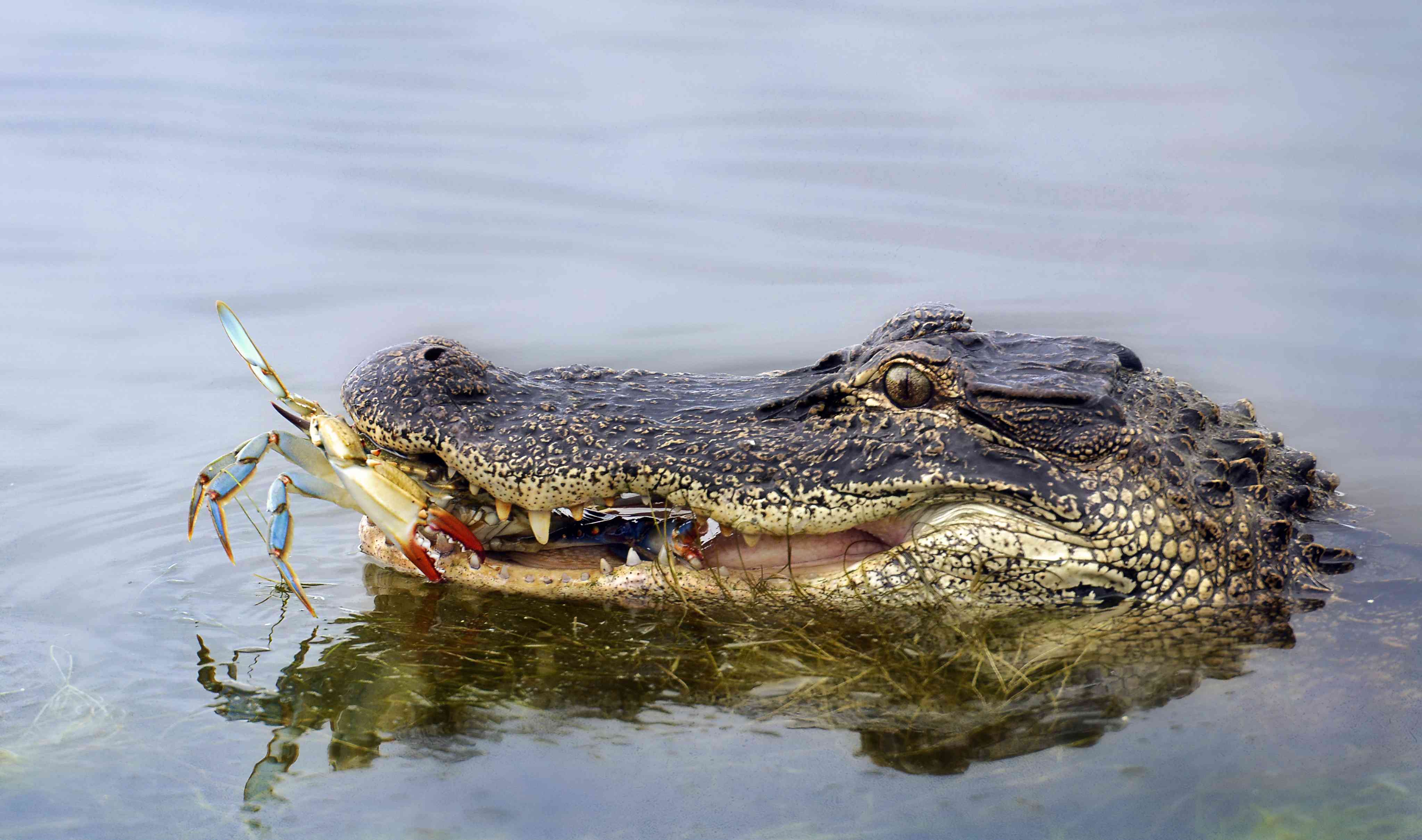 14 Amazing Facts About Alligators(03)