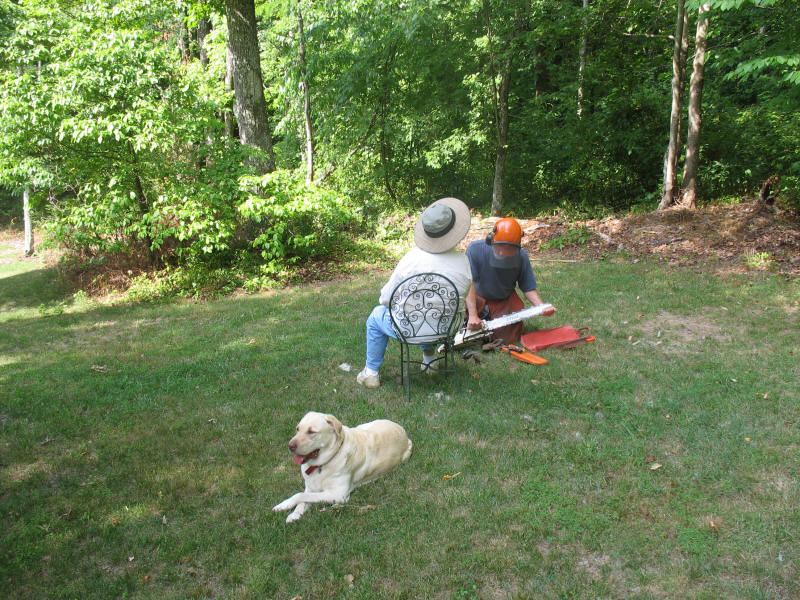 Sustainable forestry and lumber mill process near Winston Salem, NC