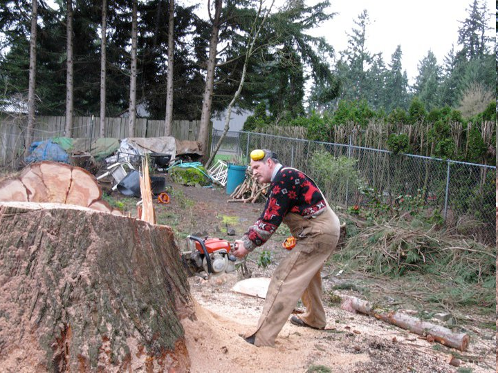 Tree Removal by Tree Masters Tree Service Portland, Oregon