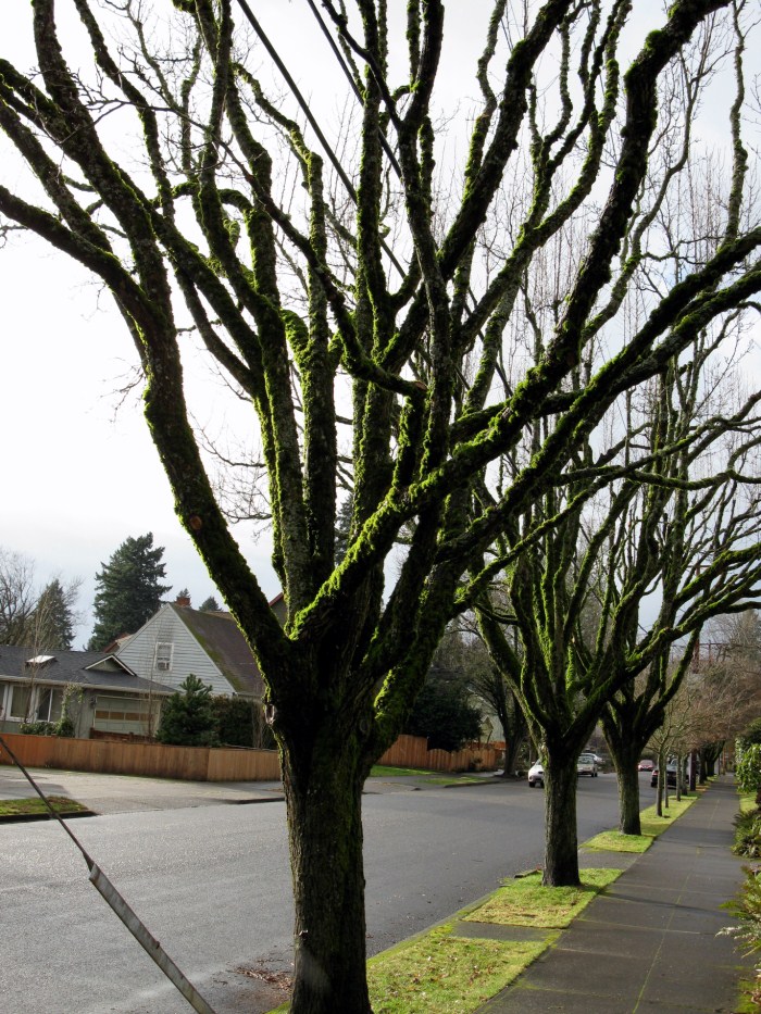 Tree Masters Tree Service Portland, Oregon Your Portland Tree Service