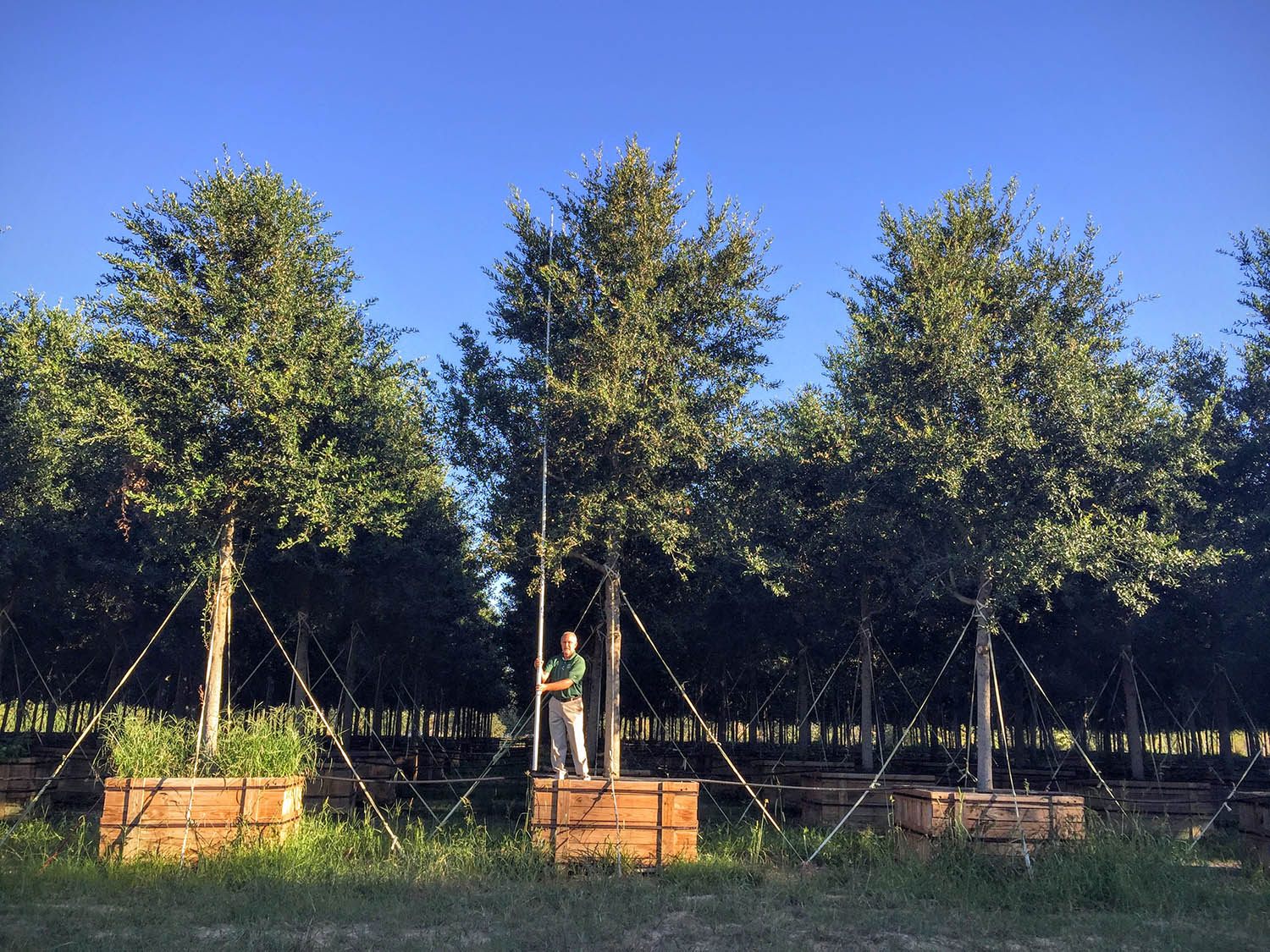 World's Largest Tree Planting Service I Environmental Design Inc.