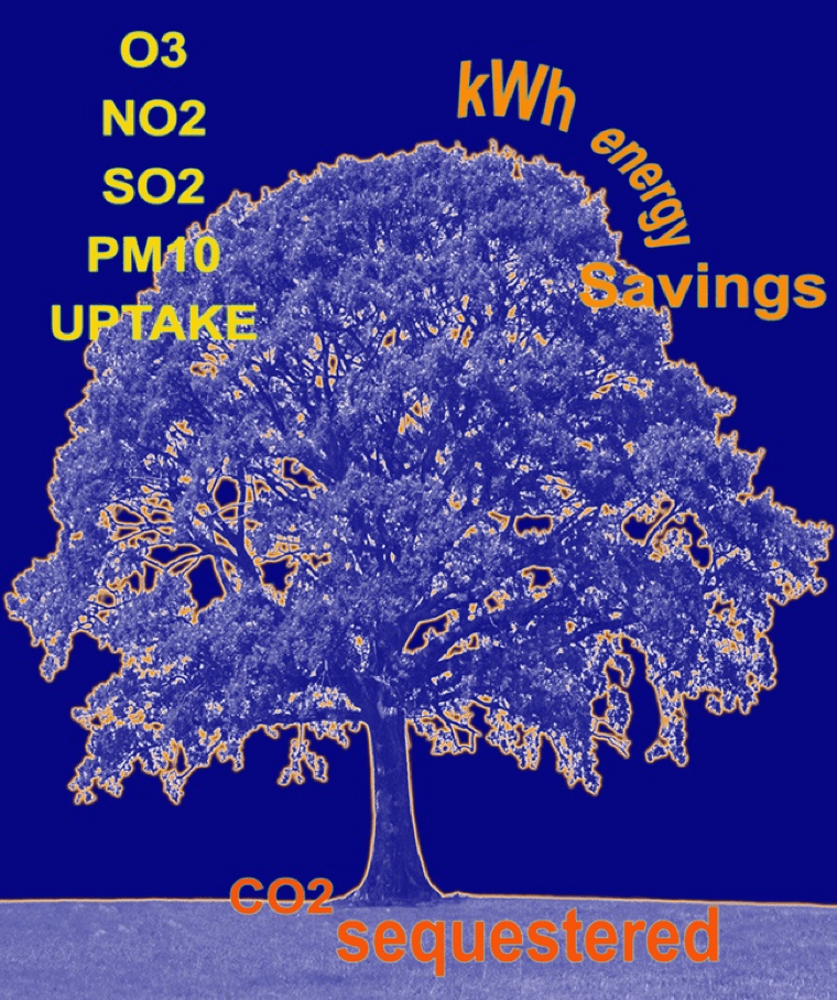Energy Conservation and Trees Tree New Mexico New Mexico Trees