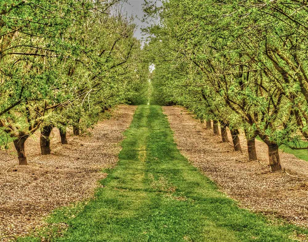 How to grow pistachio nut trees