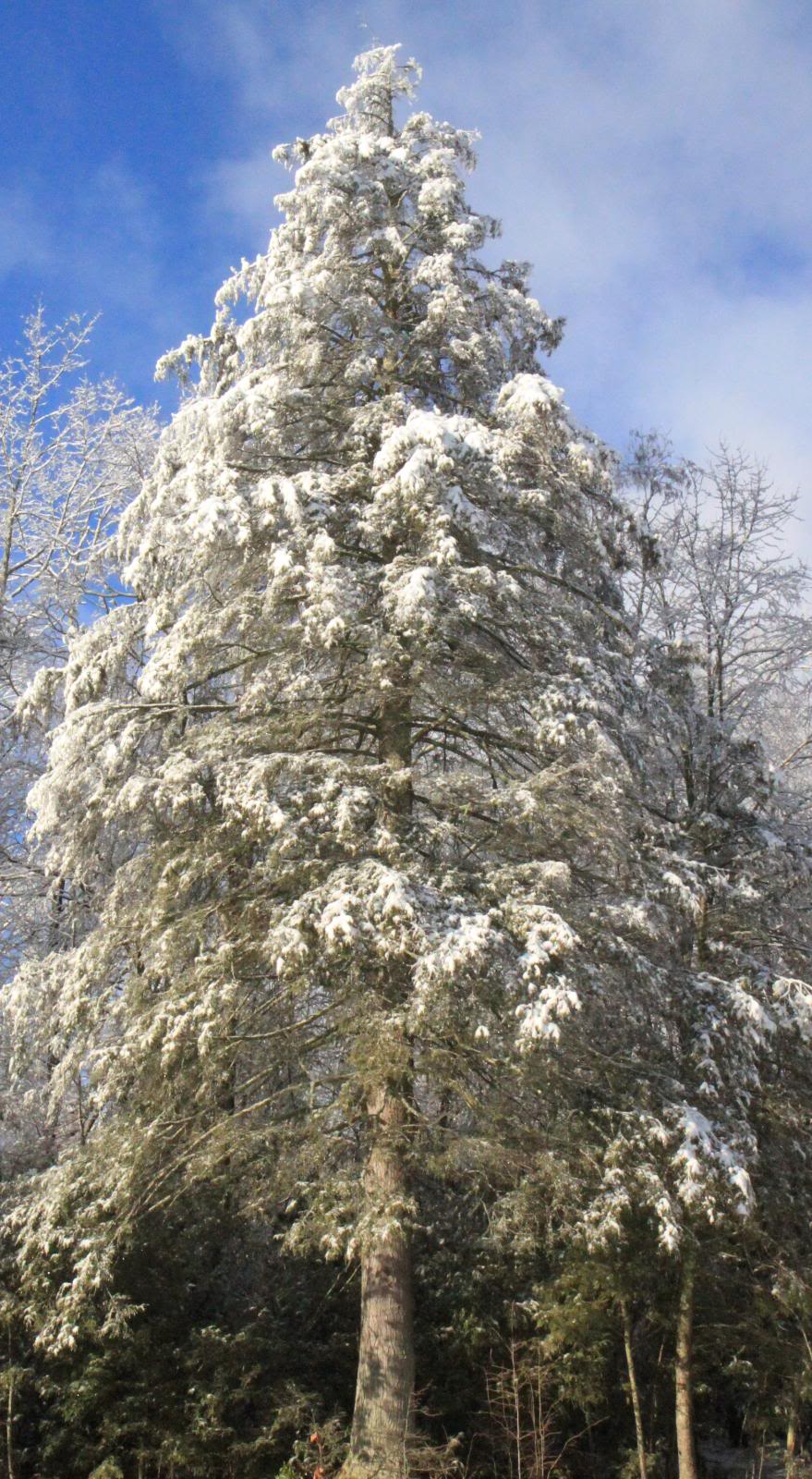 Snow covered Hemlock tree. Outdoor Living Pinterest