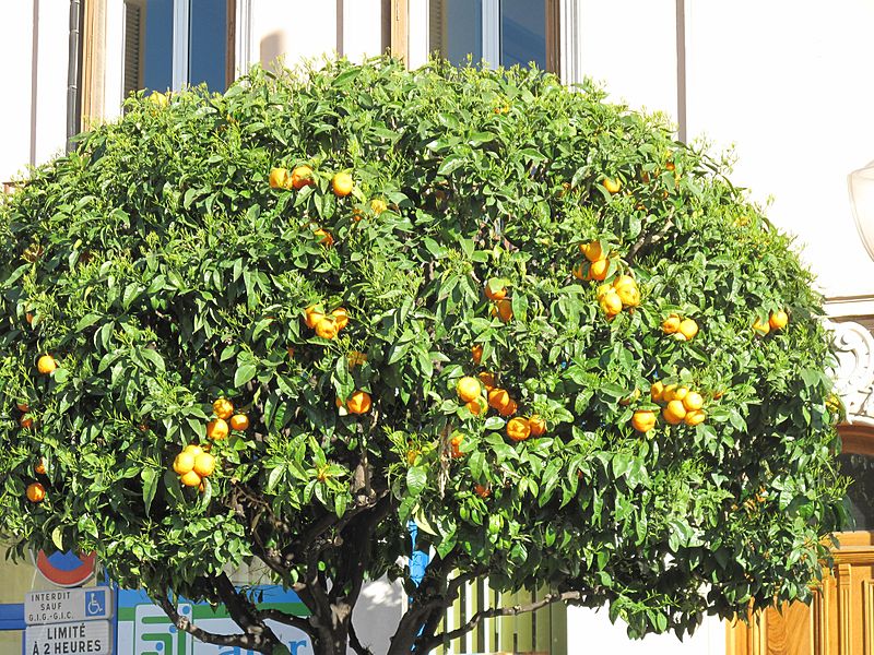Orange Tree Pictures, Images, Photos, Facts on Orange Trees