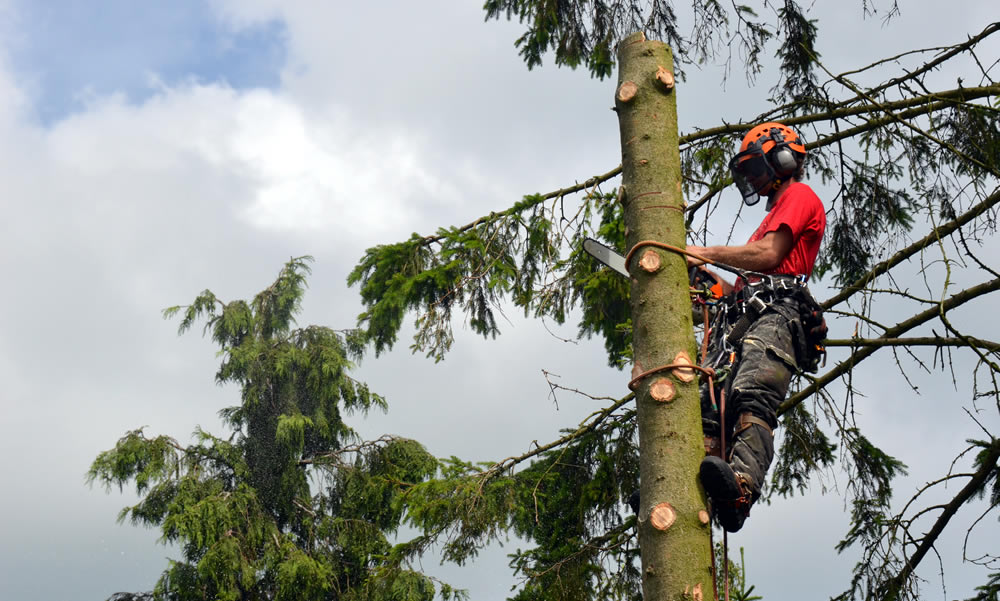 Services Tree Surgeons & Arboriculturalists