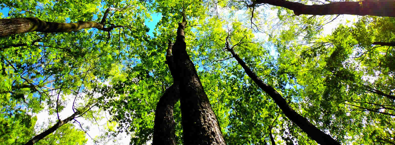 Landscape Design Ogden, UT Arbor Tree Care