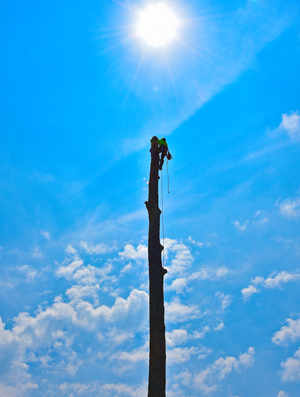 Canton GA Tree Removal Service 24/7 Emergency Tree Removal Services