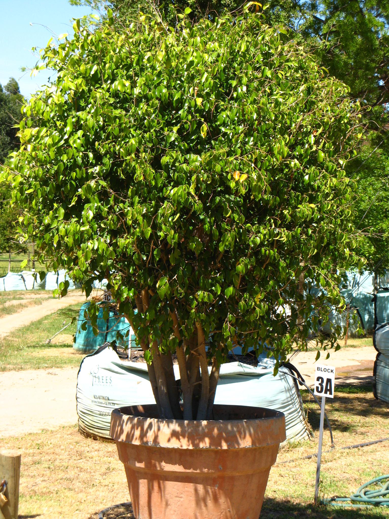 Trees South Africa small garden containerised gardens the best solution