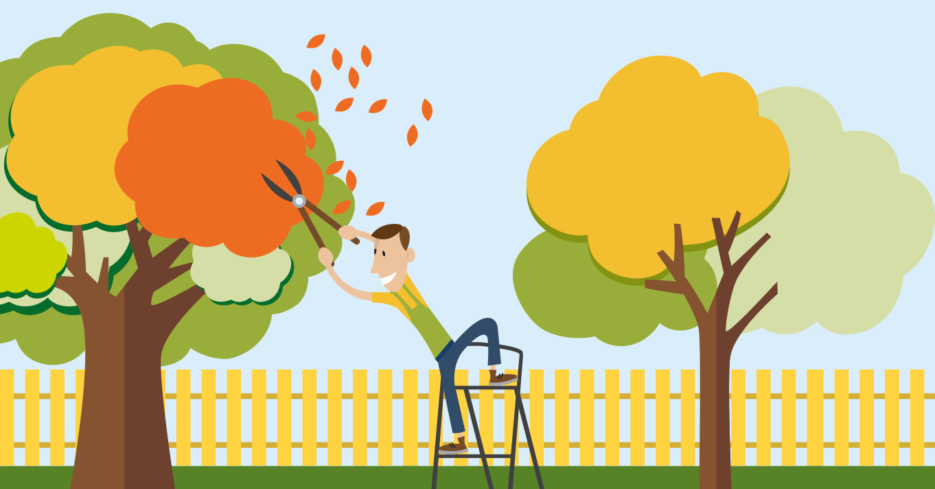 Pruning your mature tree Trees SA