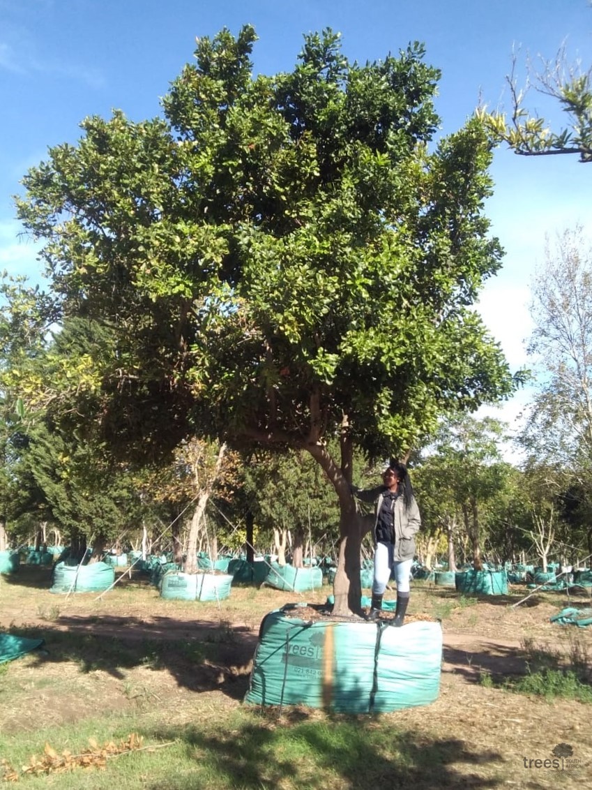 Macadamia tetraphylla Trees SA