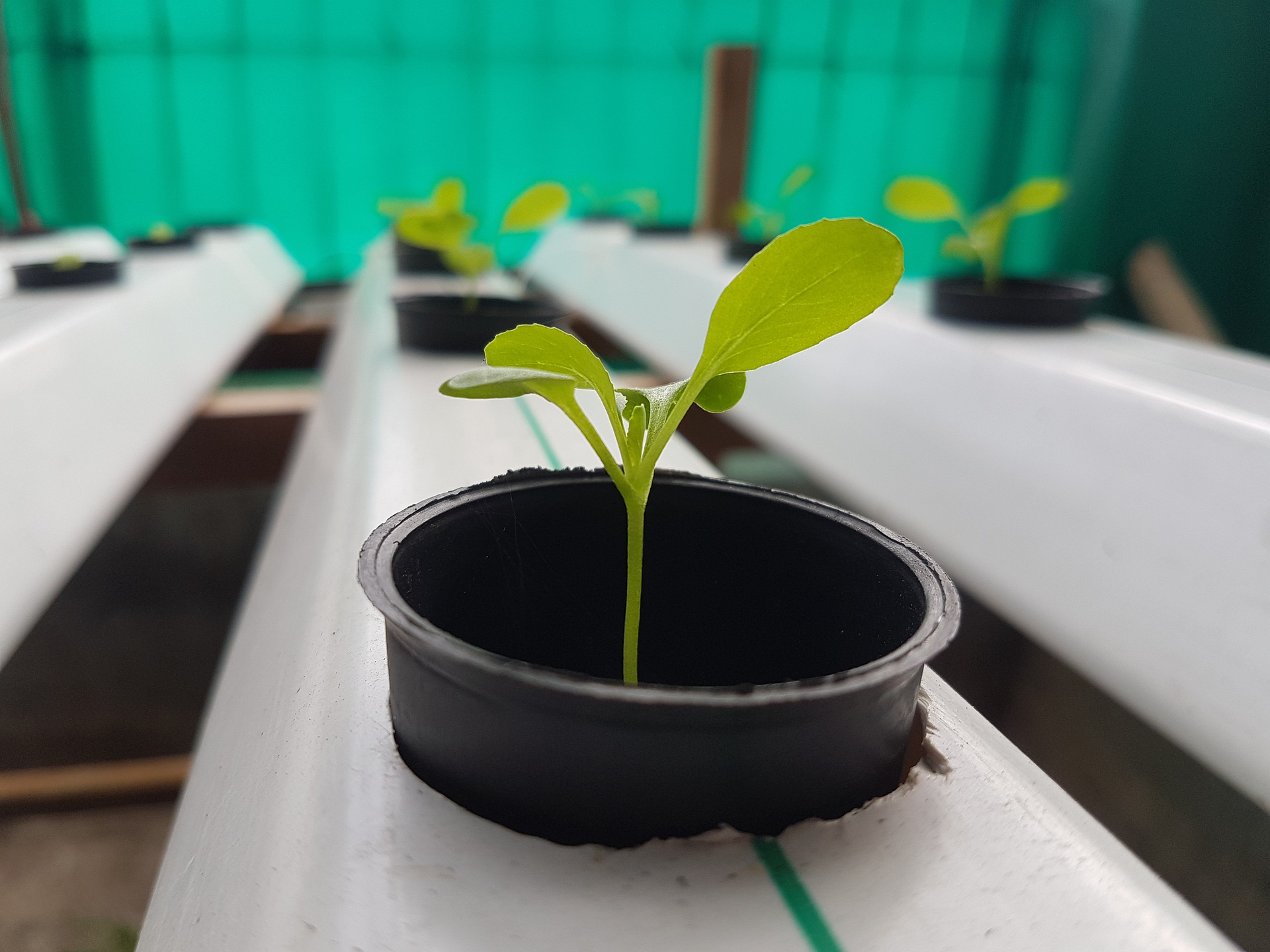 Coconut Coir What It Is, Varieties, and How to Use It