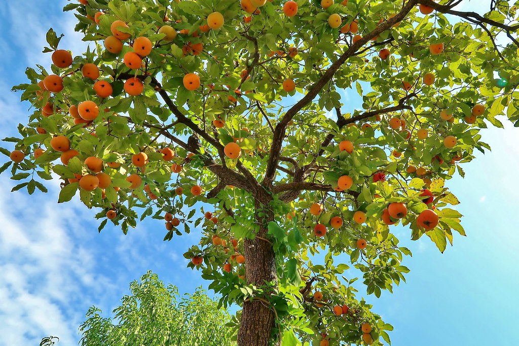 Persimmon Trees Buying & Growing Guide