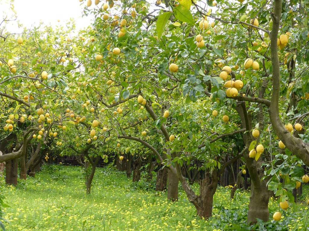 Lemon Trees for Sale Buying & Growing Guide