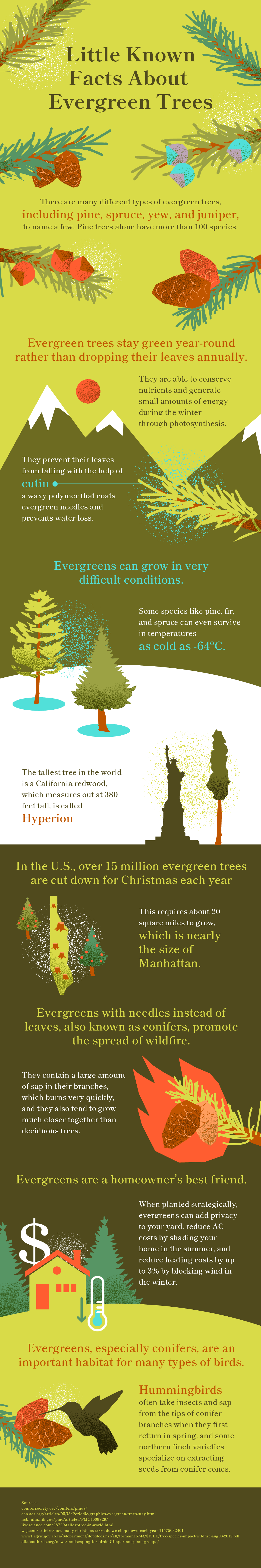 Evergreen Trees for Sale Buying & Growing Guide