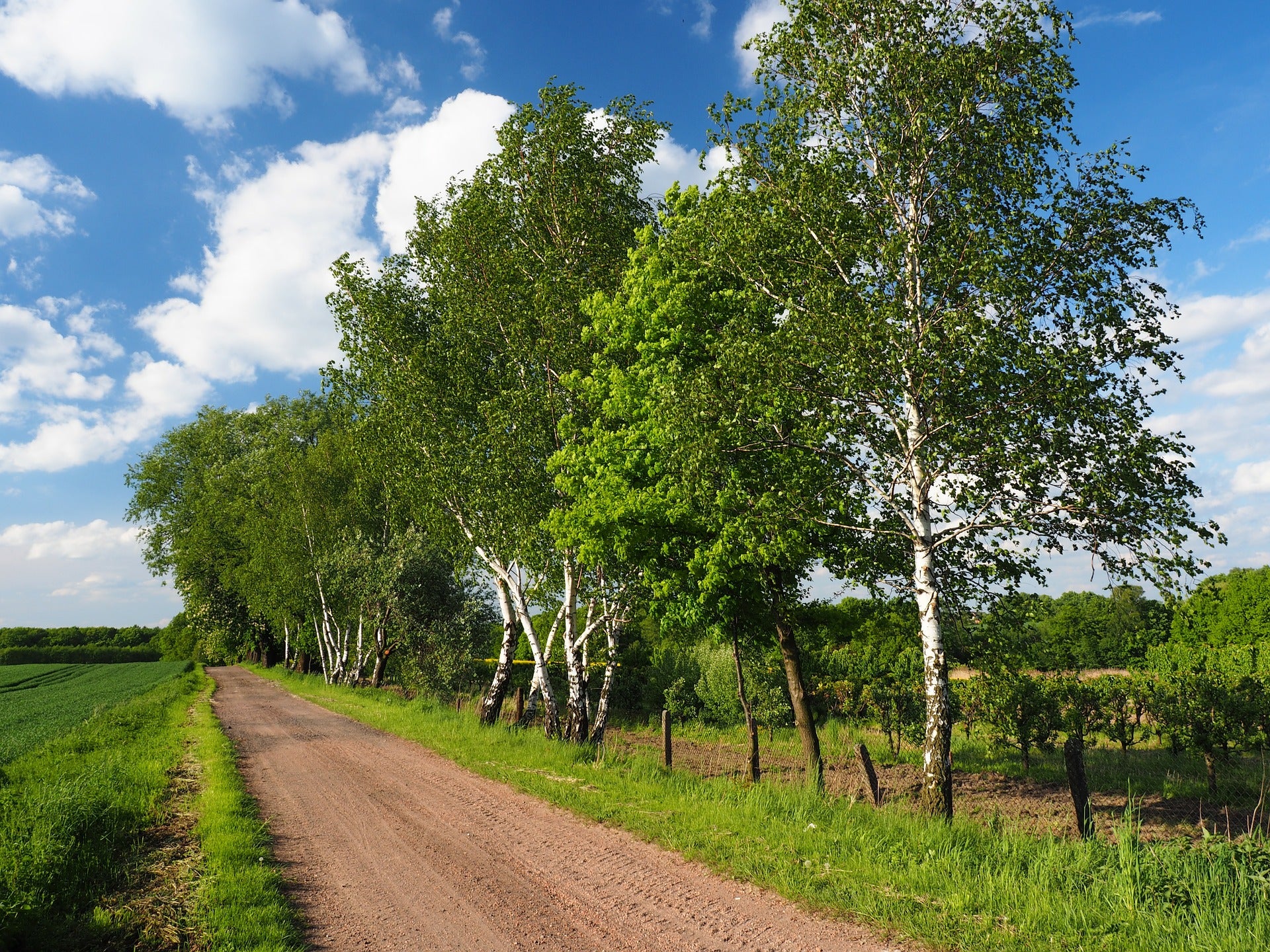 Heritage River Birch for Sale Buying & Growing Guide
