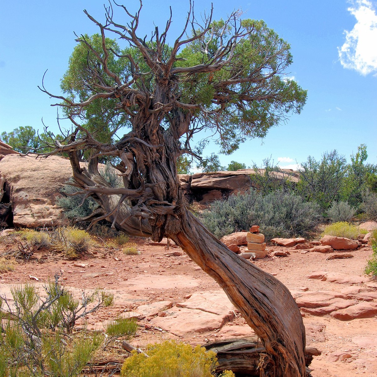 Juniper Trees for Sale Buying & Growing Guide