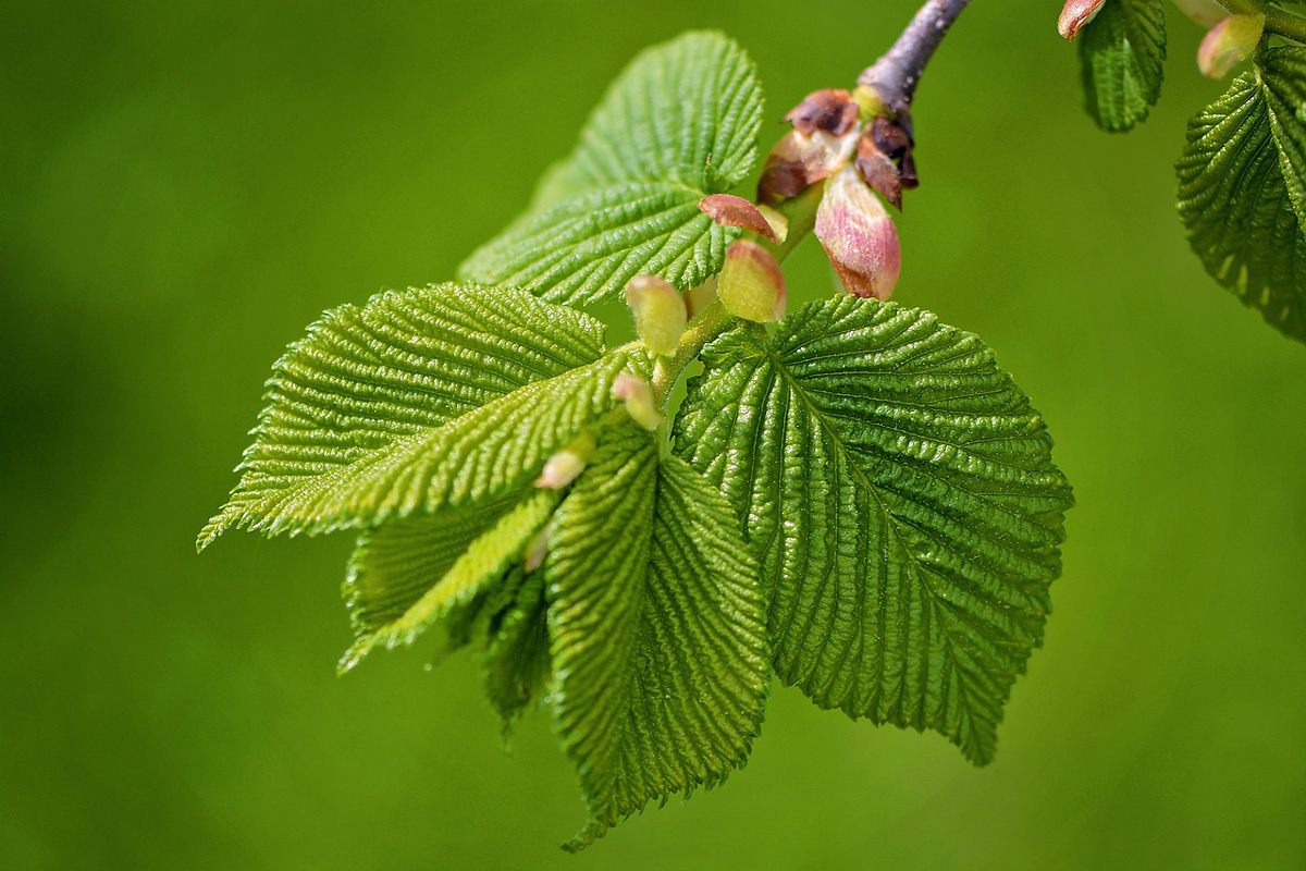 American Elm Trees for Sale Buying & Growing Guide