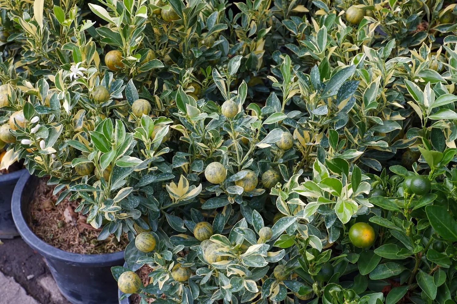Pink Variegated Eureka Lemon Tree for Sale Buying & Growing Guide