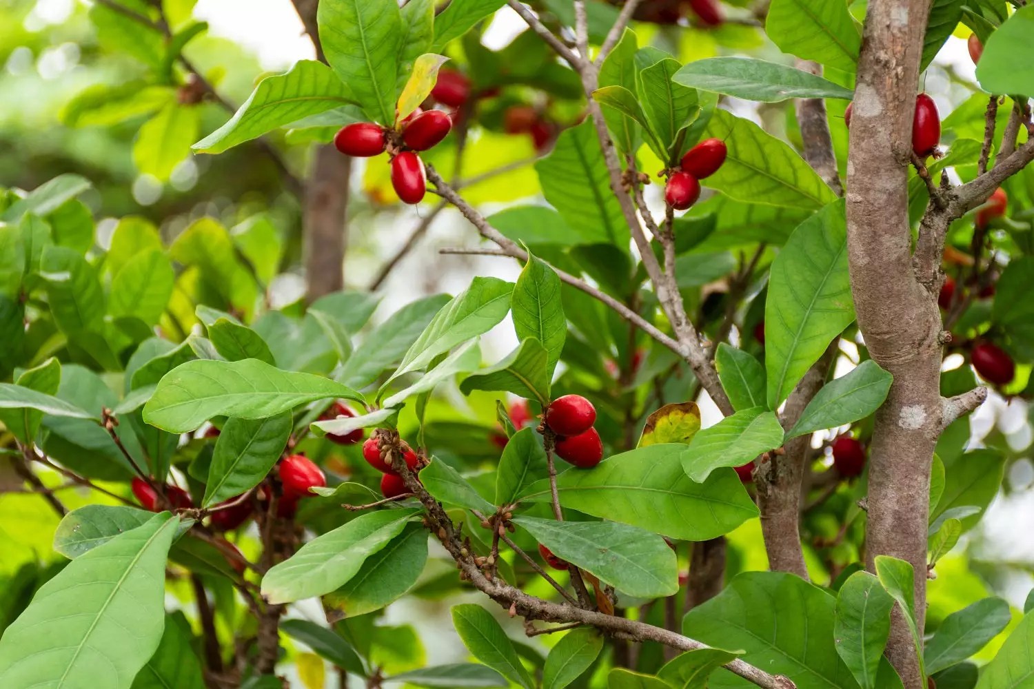 Miracle Fruit Plants for Sale Buying & Growing Guide