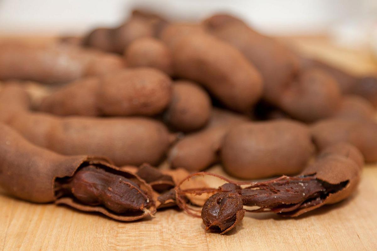 Tamarind Tree for Sale Buying & Growing Guide