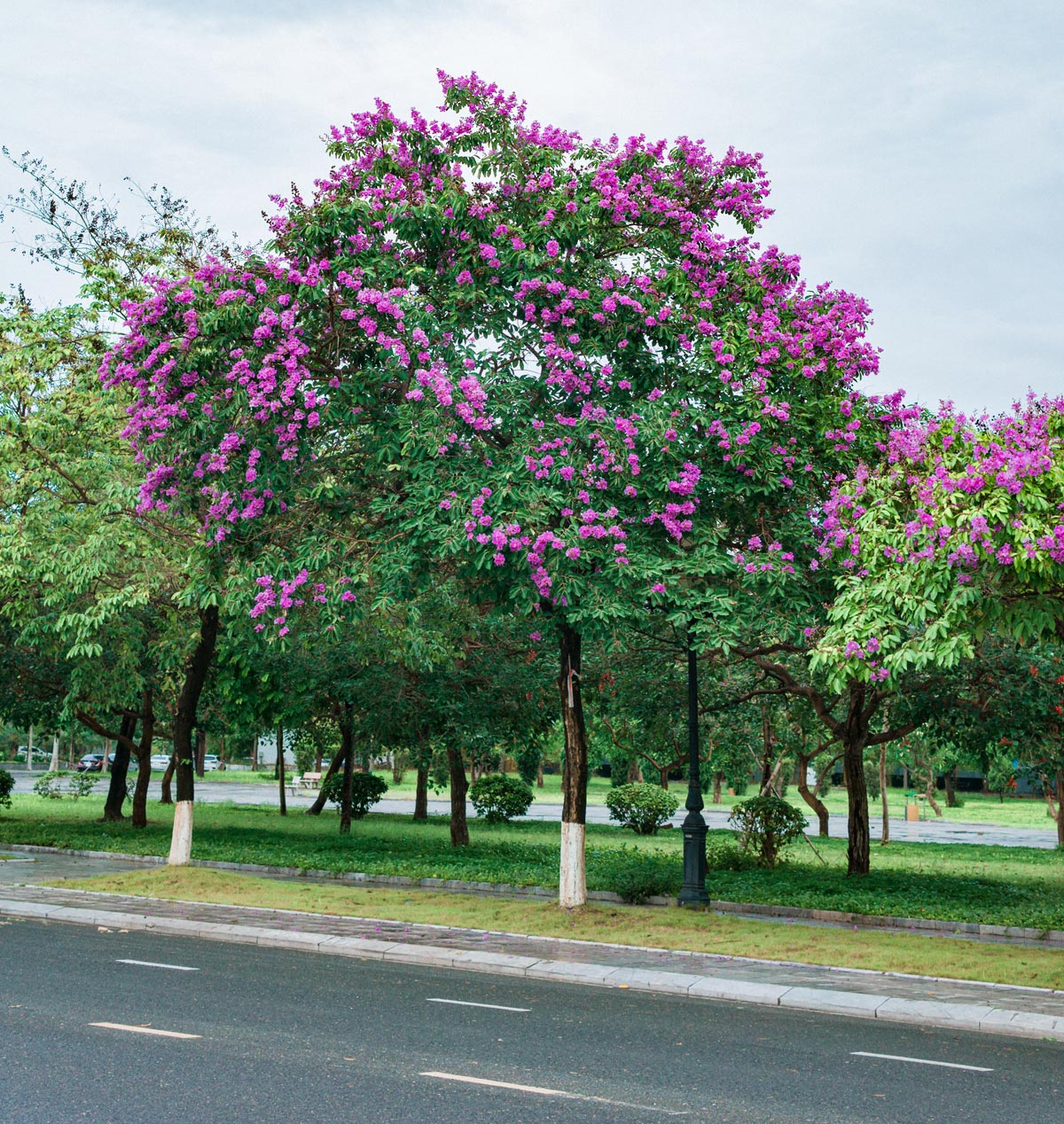Muskogee Crape Myrtle for Sale Buying & Growing Guide