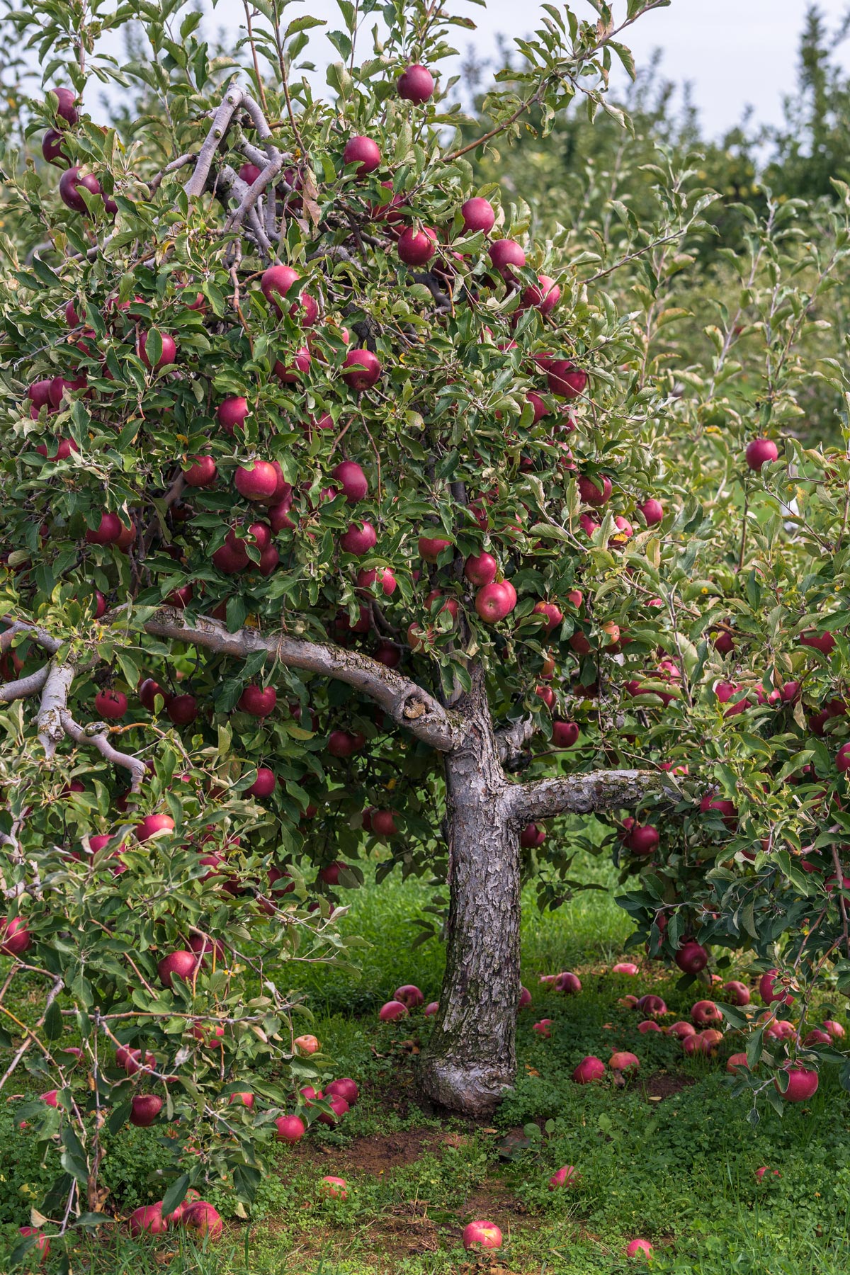 Pink Lady Apple Tree for Sale Buying & Growing Guide