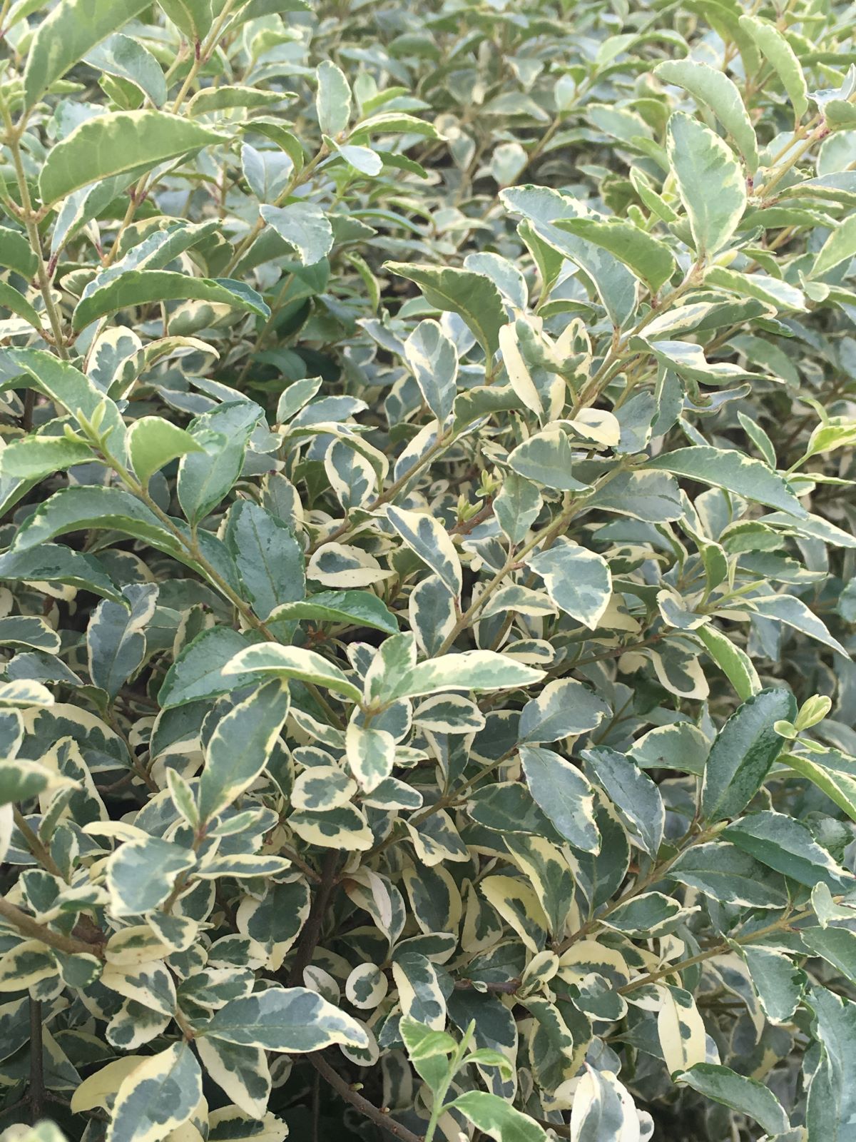 Privet for Sale Buying & Growing Guide