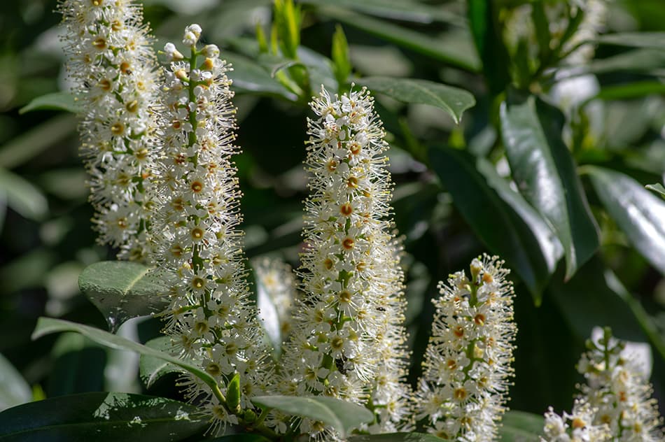Laurel Flowers for Sale Buying & Growing Guide