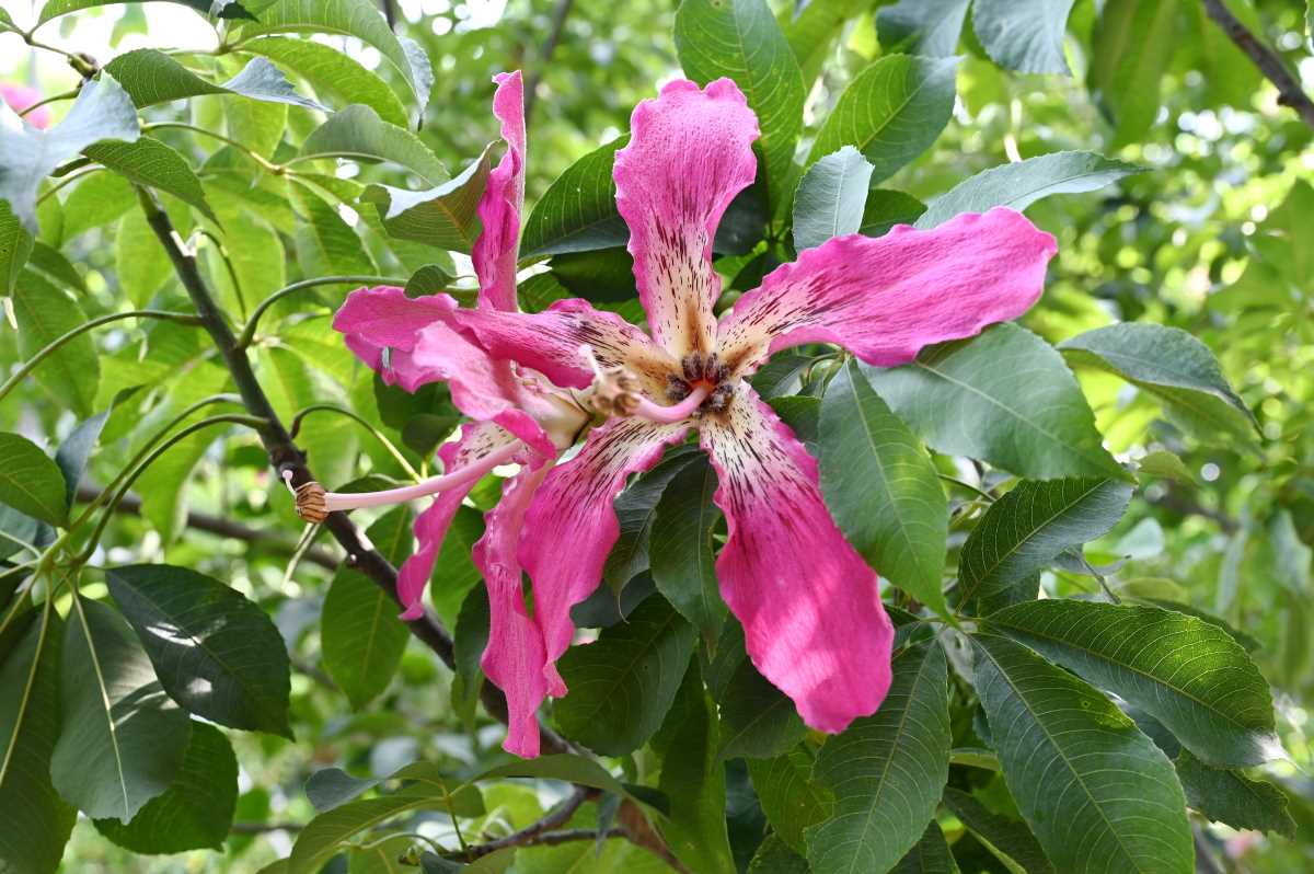 Silk Floss Tree Flower