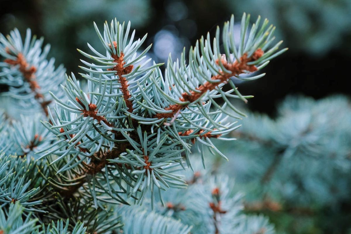 Baby Blue Spruce Tree for Sale Buying & Growing Guide