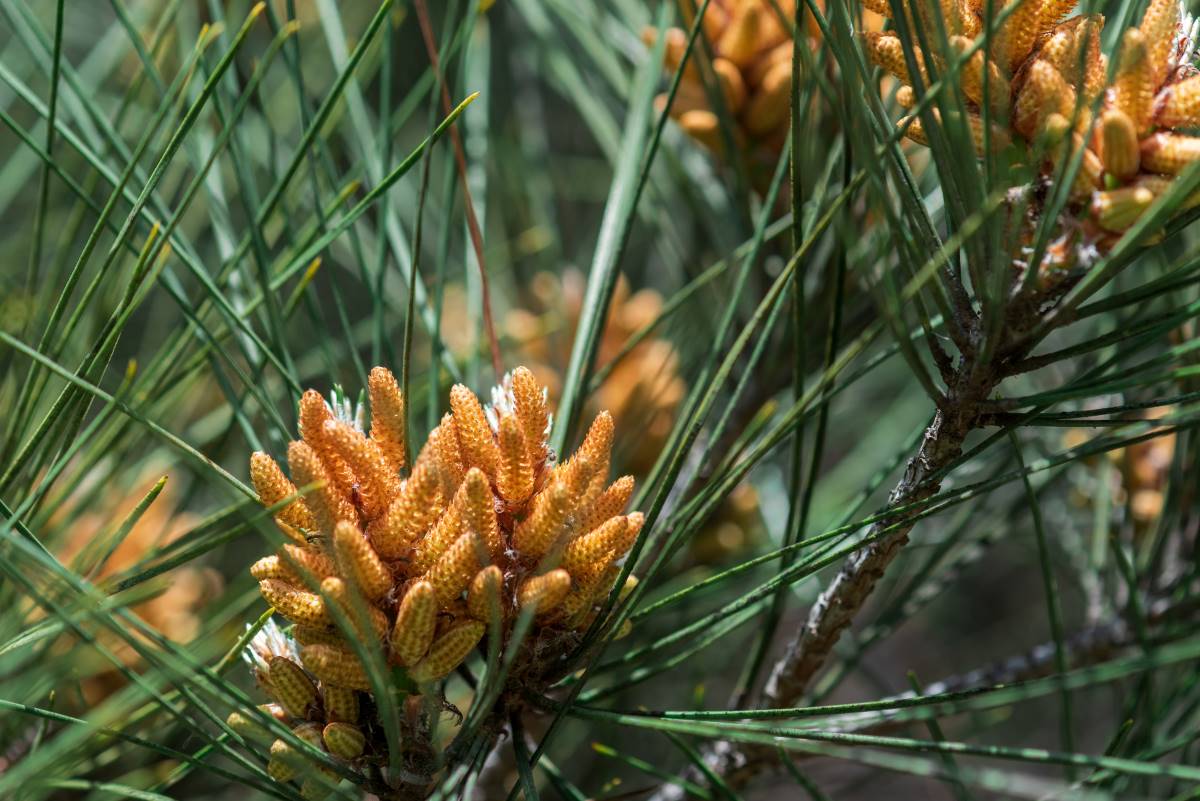 Eldarica Pine for Sale Buying & Growing Guide