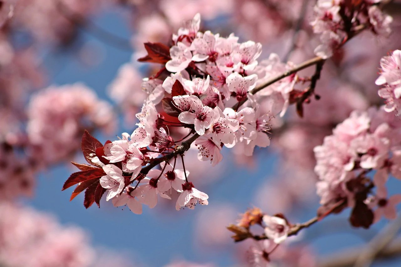 Flowering Plum Trees for Sale Buying & Growing Guide