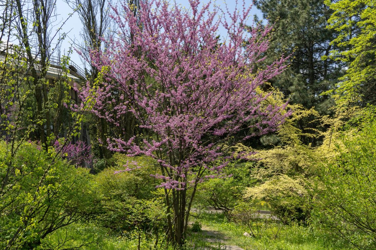 Eastern Redbud Tree for Sale