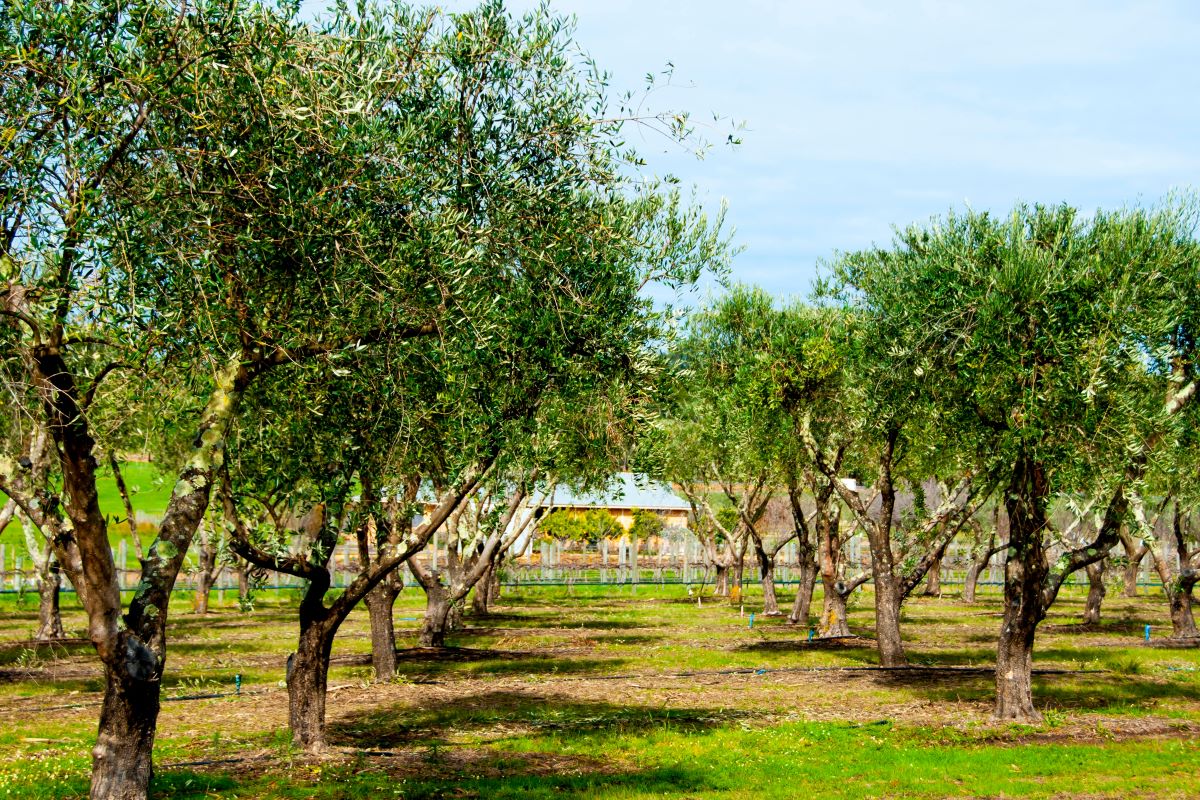 Frantoio Olive Tree for Sale