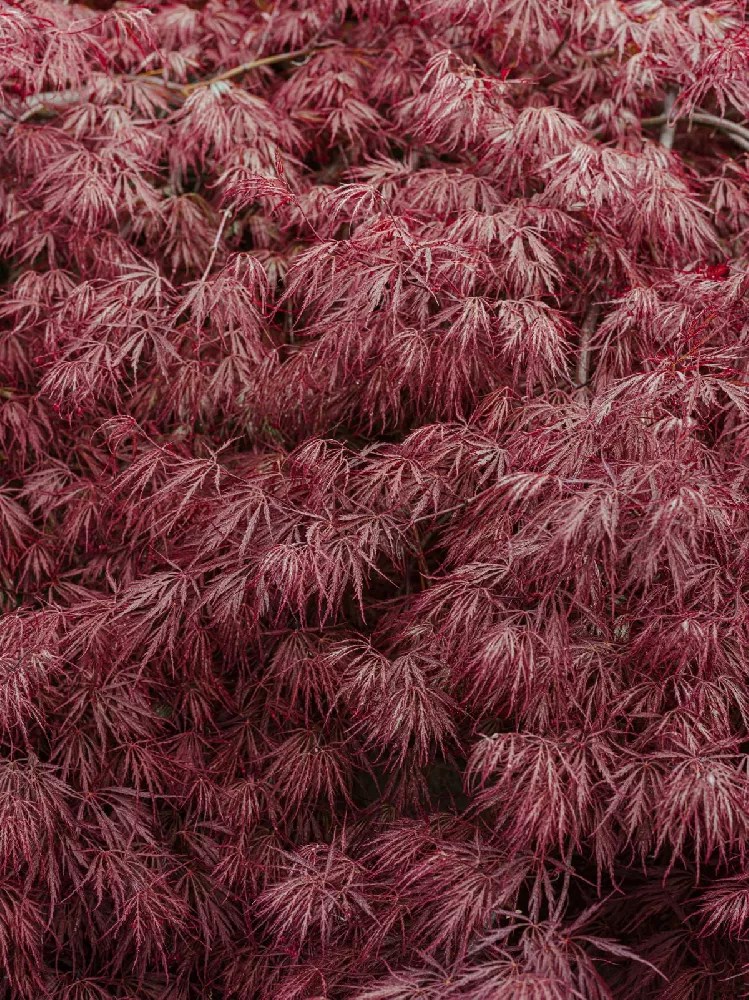Tamukeyama Japanese Maple for Sale Buying & Growing Guide