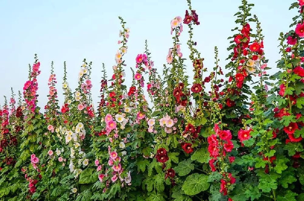 Hollyhocks for Sale Buying & Growing Guide