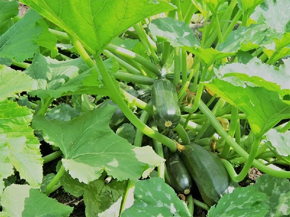 Zucchini Plants for Sale Buying & Growing Guide