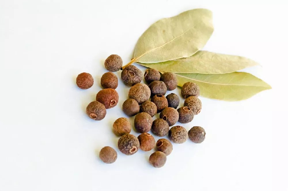 Allspice Tree for Sale Buying & Growing Guide